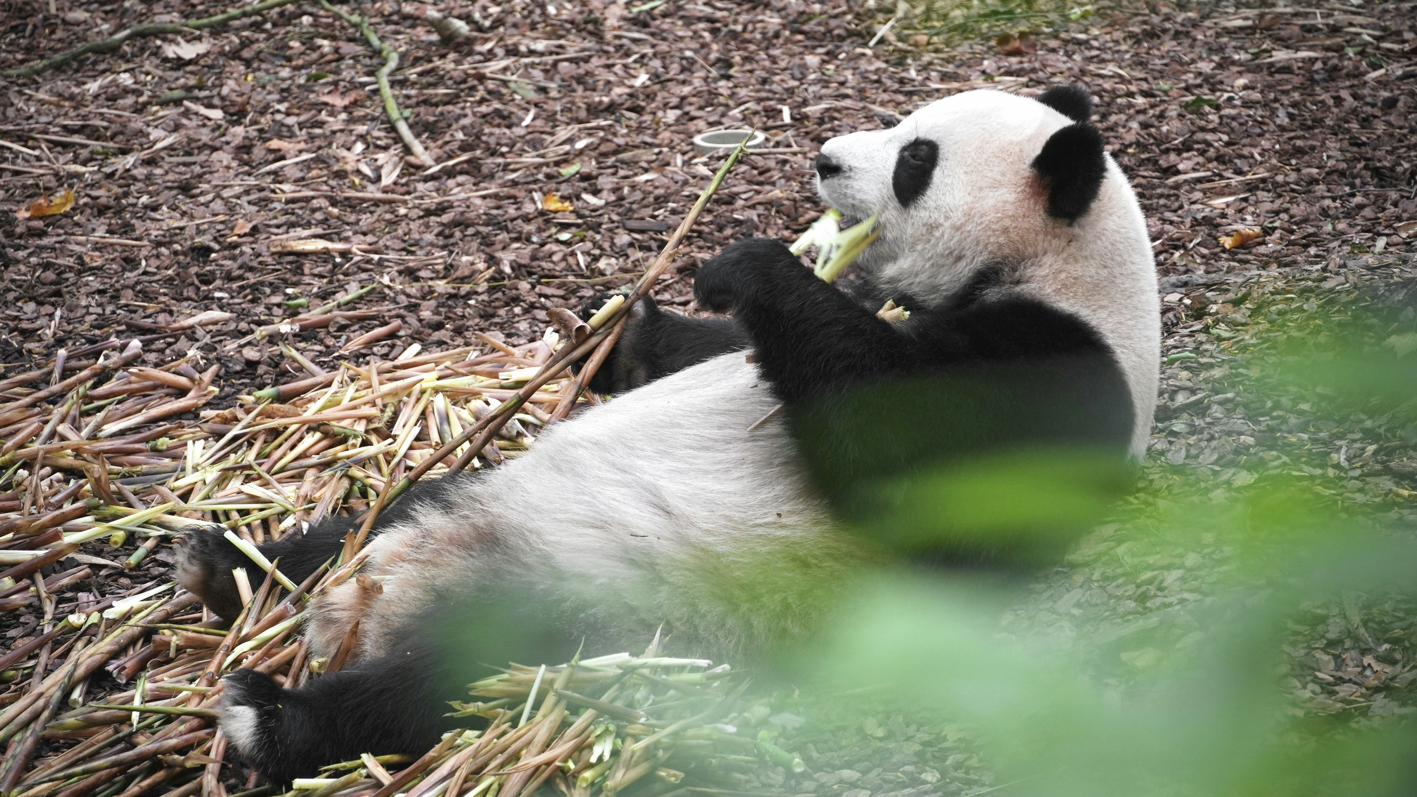 Adult giant panda on its back working through a bamboo stalk — hero image for the Chengdu Family Adventures tour by Boutique China