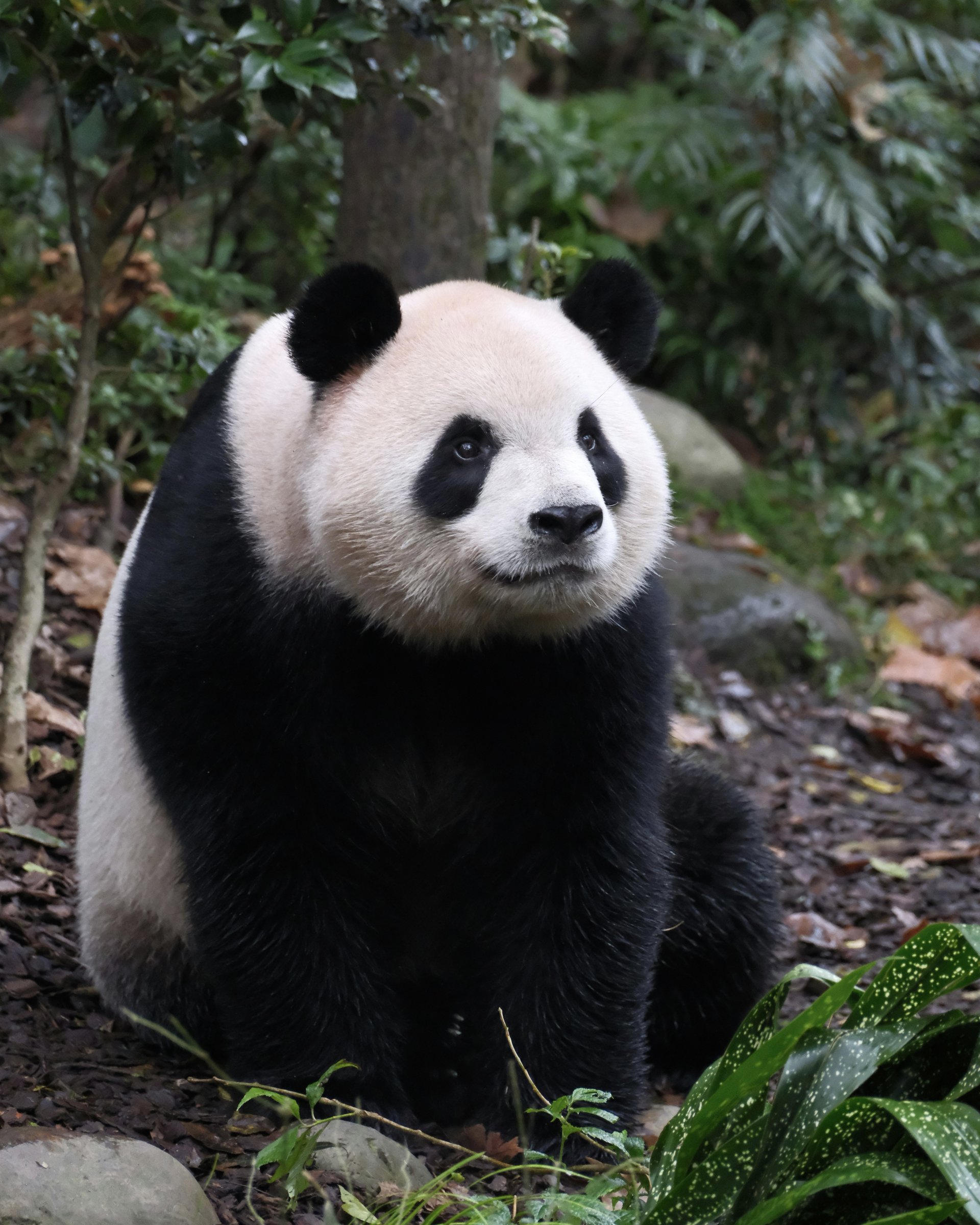 Classic China: Warriors, Pandas & Stone Pillars — private China itinerary