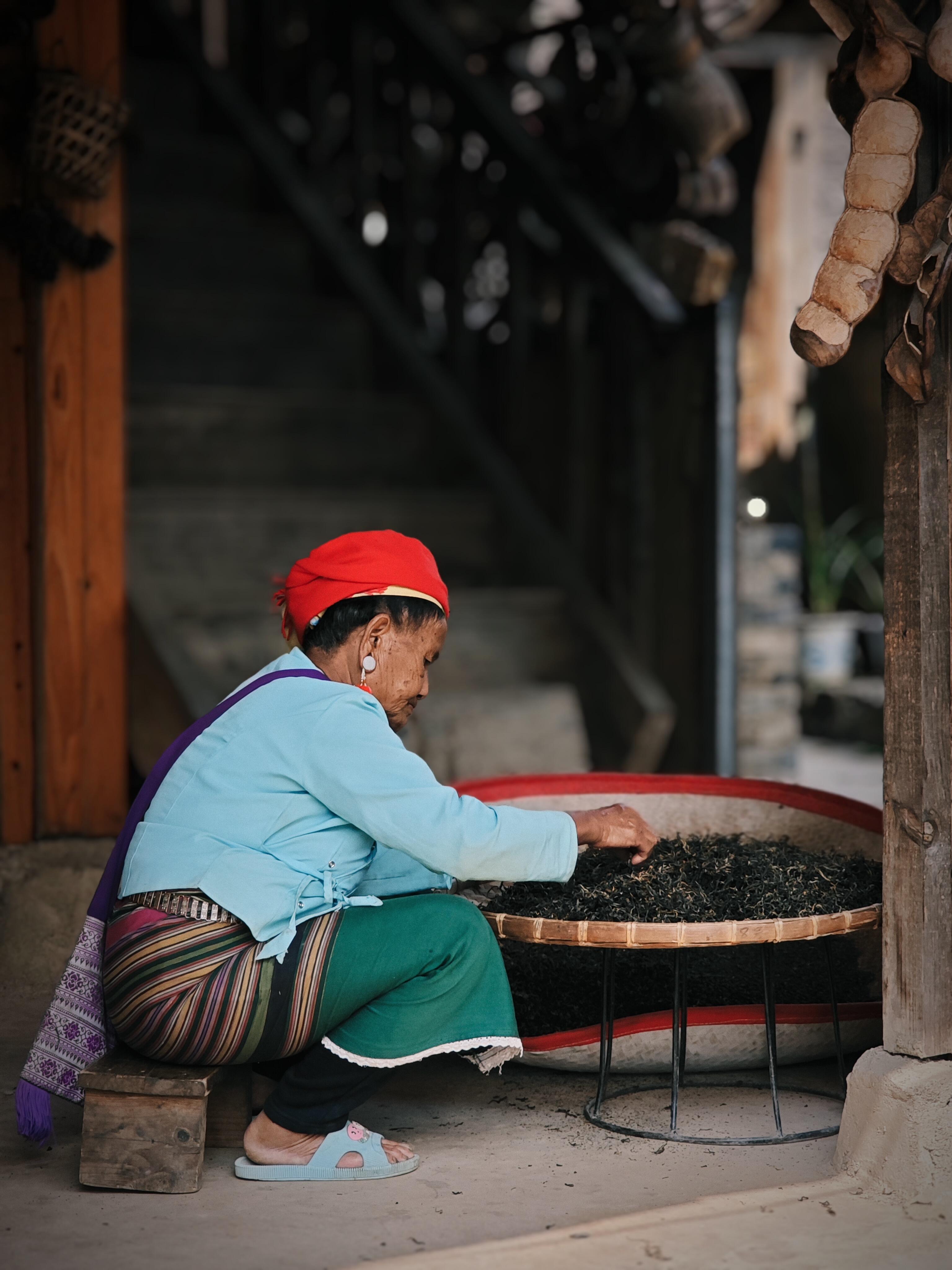 Bulang elder in traditional red headscarf and indigo jacket sifting freshly-picked tea leaves on a bamboo tray — Jingmai tea heritage