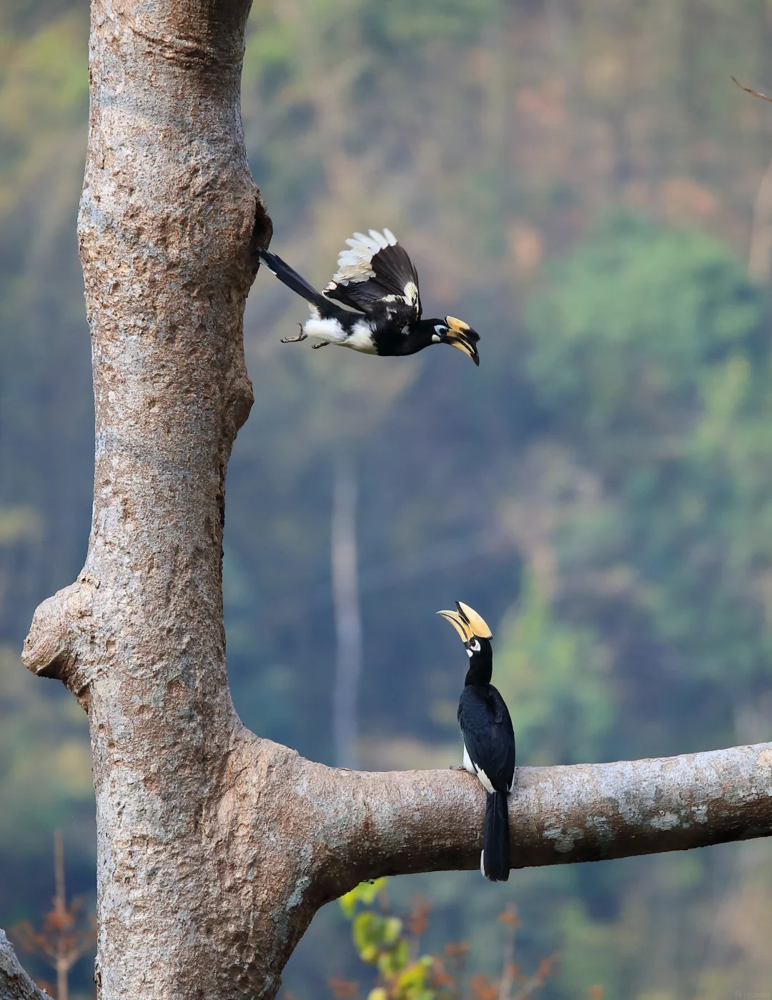 Hornbill flight sessions — the Yingjiang dawn moments