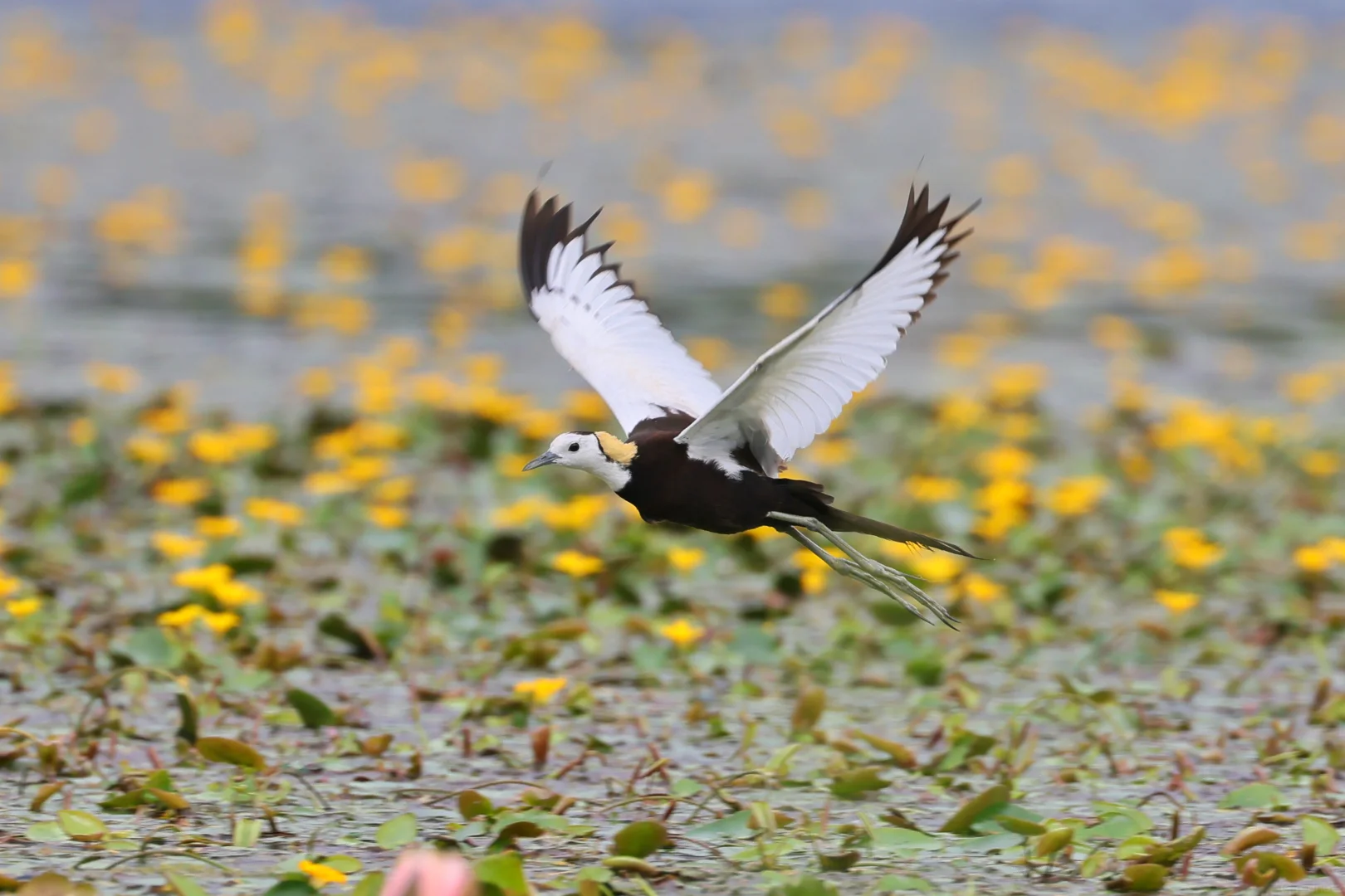 Yingjiang Hornbill Valley — the hornbill cluster