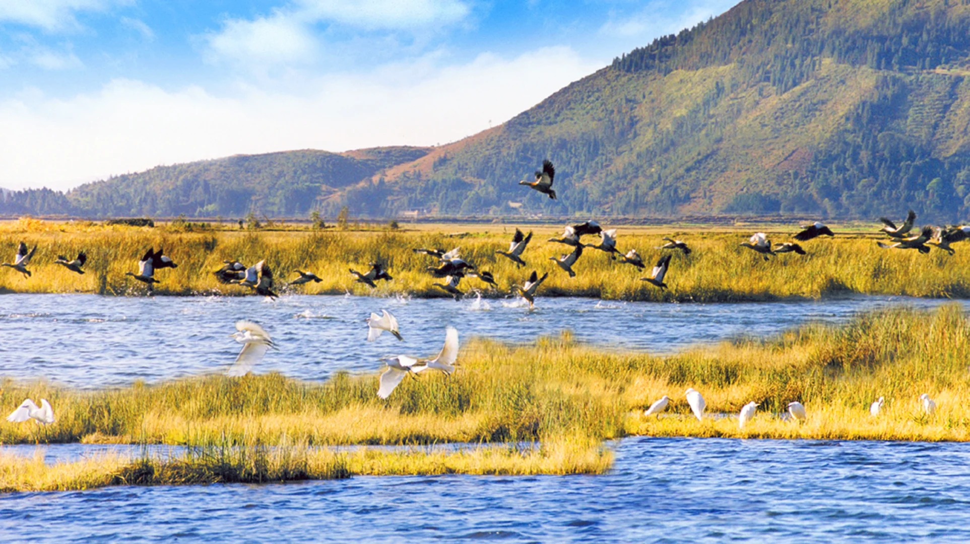 Beihai Wetland — kingfishers & winter waterfowl