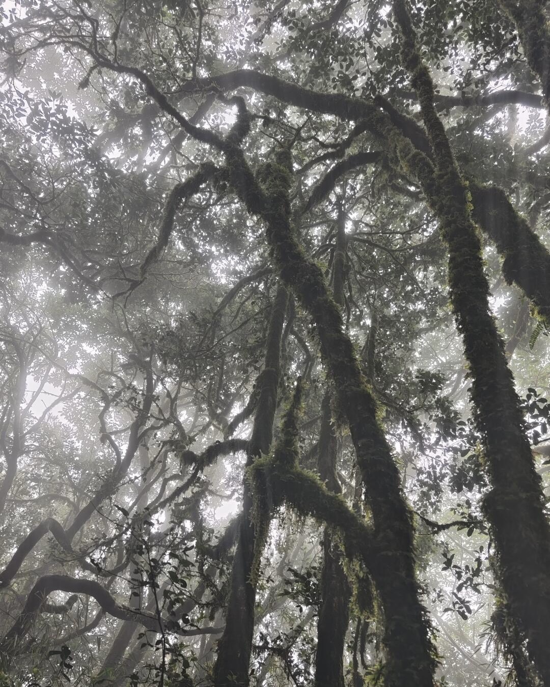 Misty Gaoligongshan ridgeline above old-growth forest in west Yunnan — hero image for the Gaoligongshan Day Hike by Boutique China
