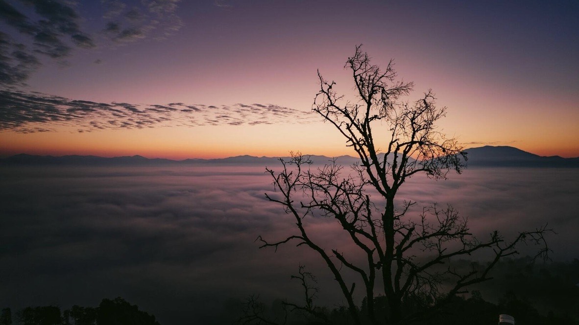Silhouetted tree above a dusk cloud sea on Jingmai Mountain