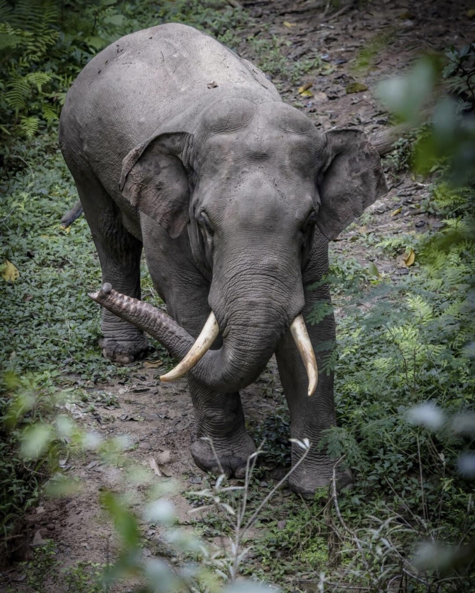Photographer capturing wild elephants in their natural habitat in Xishuangbanna — Yunnan tropical tour