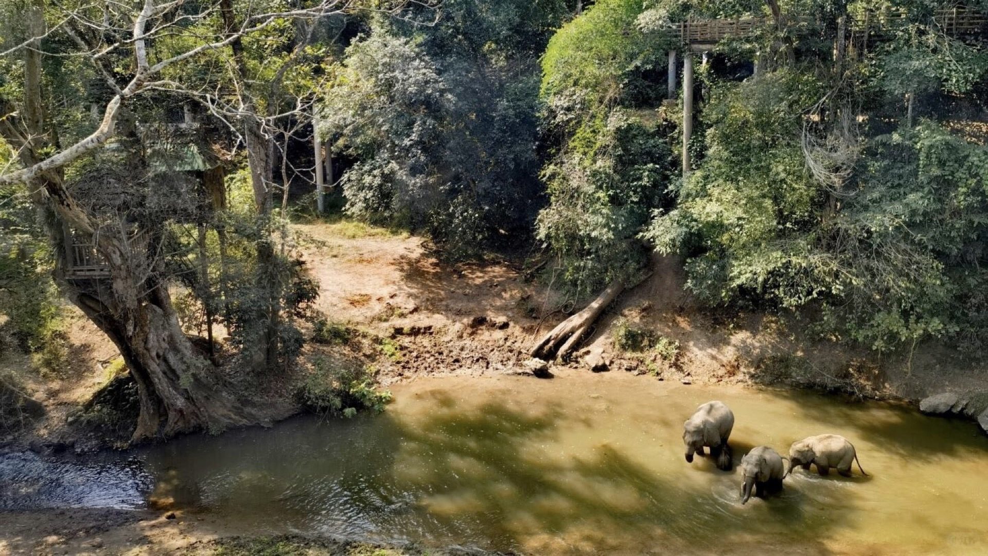 First-hand view of wild elephants in the valley of Xishuangbanna — Yunnan tropical tour