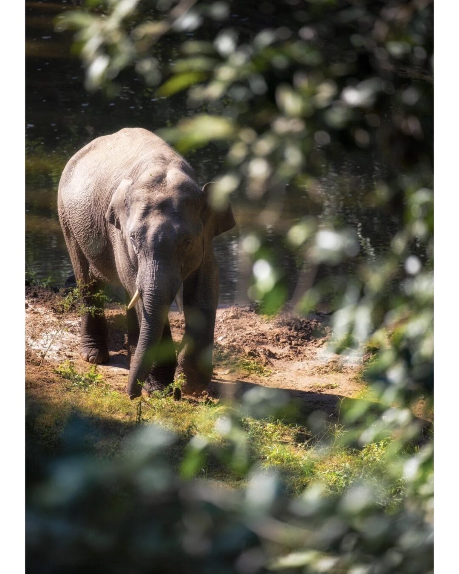 Walking with wild giants — Asian elephants roaming freely through Xishuangbanna's rainforest — Yunnan tropical tour